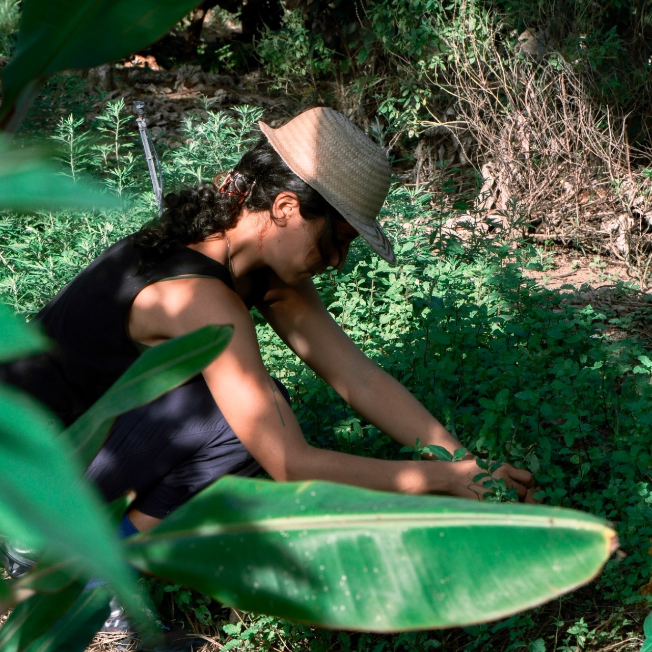 sessões na agrofloresta