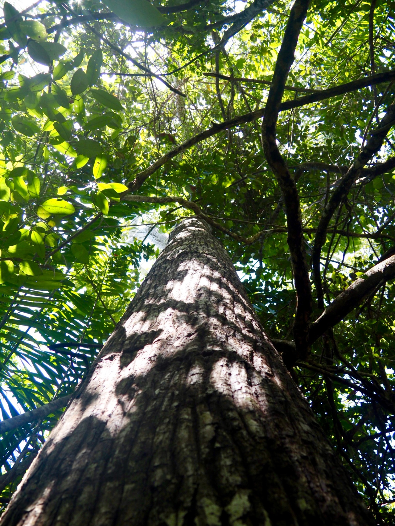 A fazenda como extensão do seu quintal